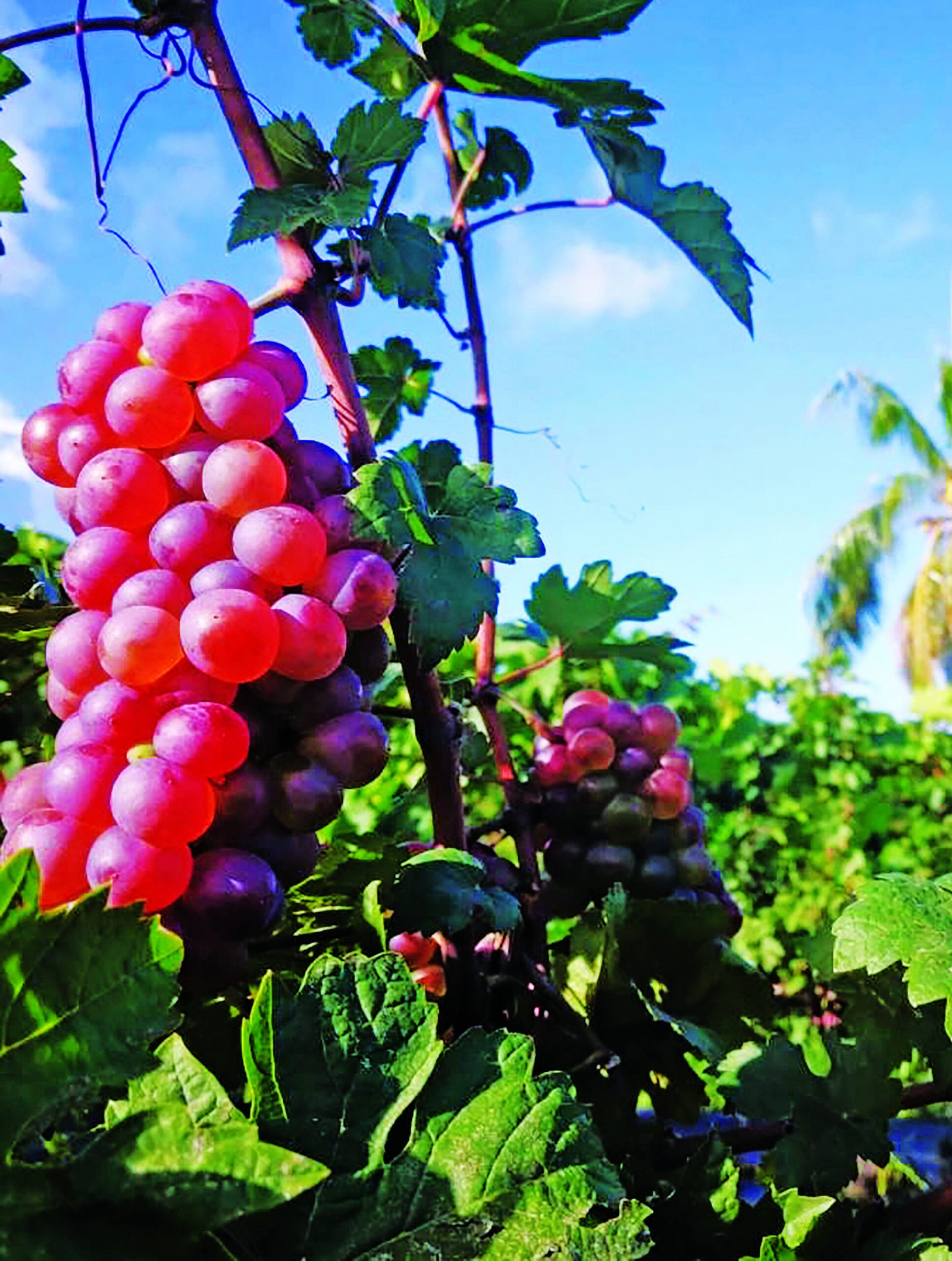 Nevis, the Birthplace of an Exceptional Wine with a Truly Unique Color
